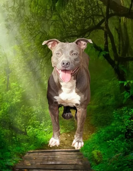 Pitbull pedigree  | Foto 1