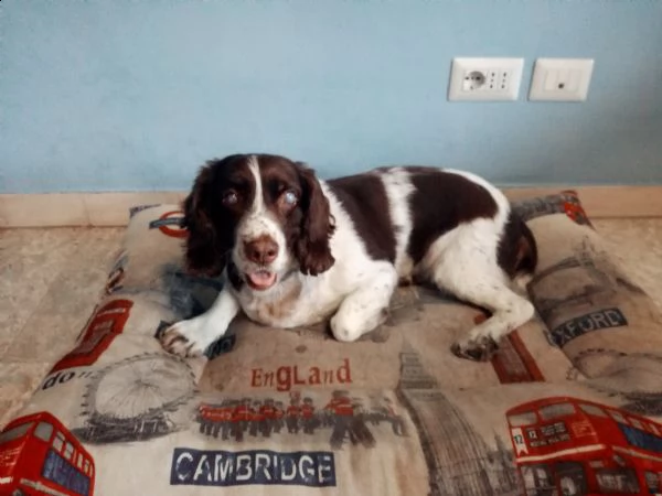 Regalo Springer Spaniel Da Privato A Roma Springer Spaniel Cerca Casa