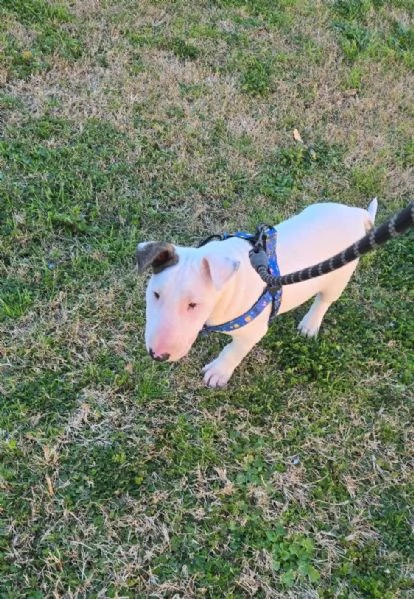 Cucciolo bull terrier | Foto 3