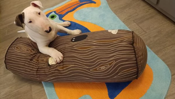 Cucciolo bull terrier | Foto 2