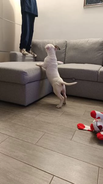 Cucciolo bull terrier | Foto 1