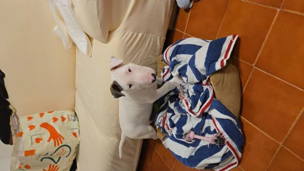 Cucciolo bull terrier