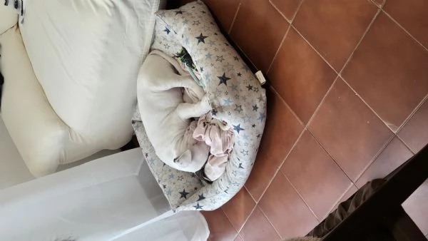 Cucciolo bull terrier | Foto 0