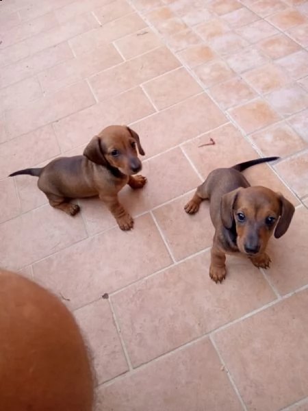 cuccioli di bassotto  | Foto 1