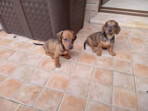 cuccioli di bassotto  | Foto 0