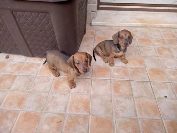cuccioli di bassotto 