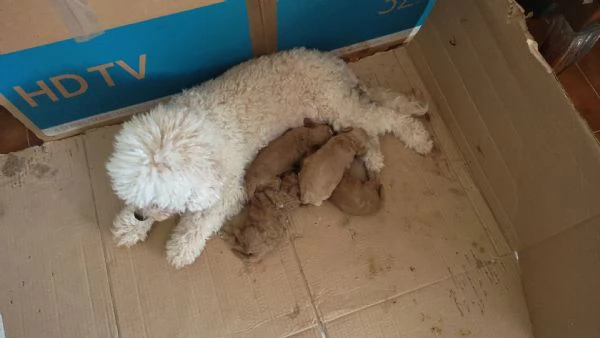 Cuccioli barboncini | Foto 3