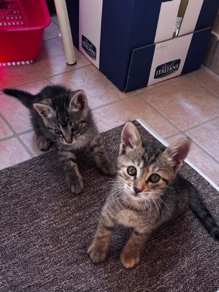GATTI IN REGALO | Foto 6