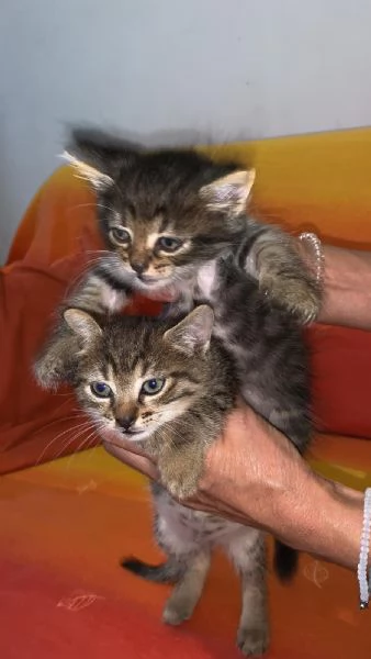 GATTI IN REGALO