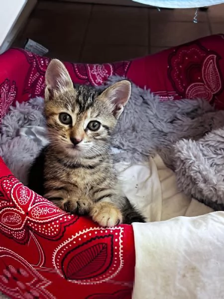 GATTI IN REGALO | Foto 4