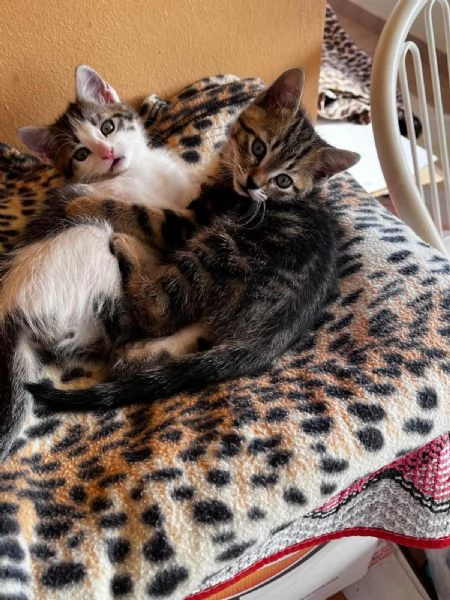 2 gattini in regalo  | Foto 0