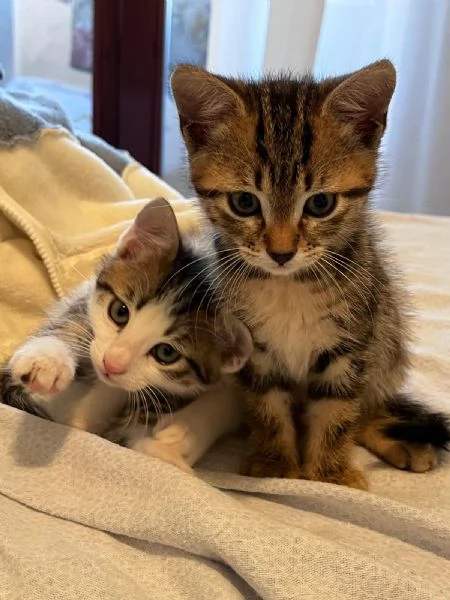 2 gattini in regalo 