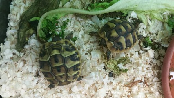 tartarughe baby