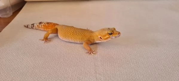 geco leopardino
