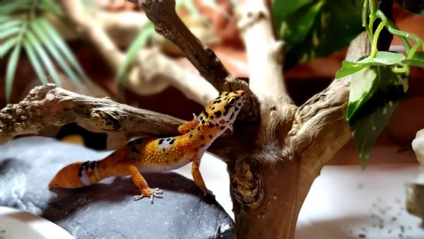 geco leopardino | Foto 4