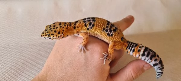 geco leopardino | Foto 3