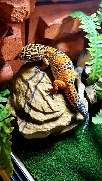 geco leopardino | Foto 2