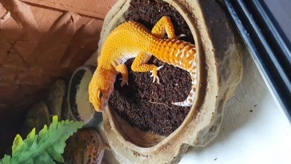 geco leopardino | Foto 1