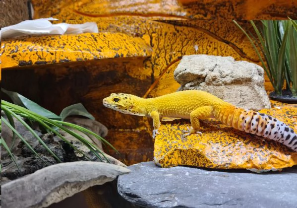 geco leopardino | Foto 0