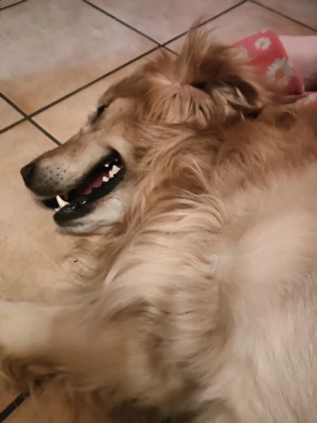golden retriever puro