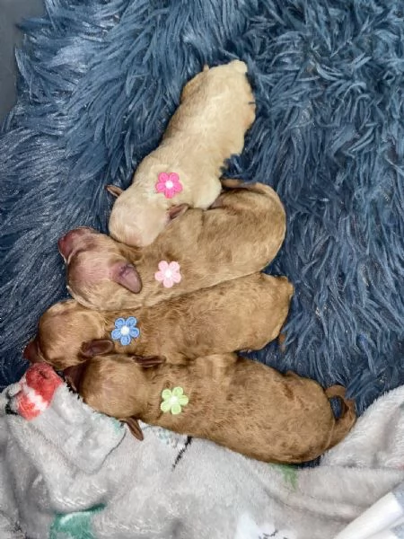 Cuccioli barboncino fulvi | Foto 3