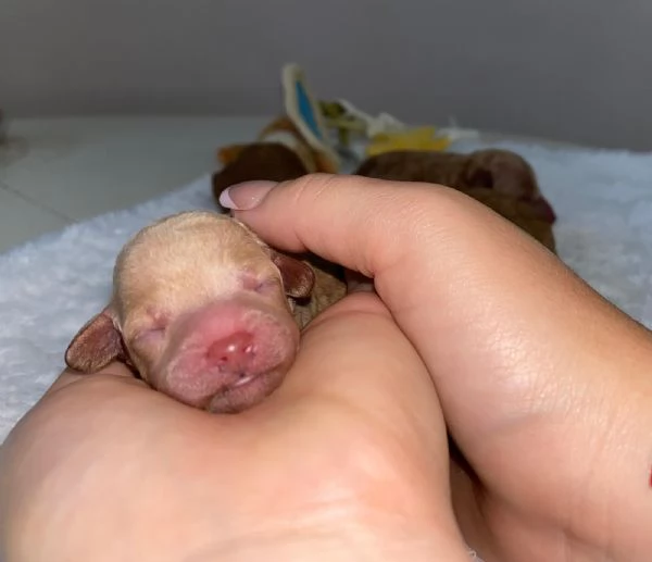 Cuccioli barboncino fulvi | Foto 1