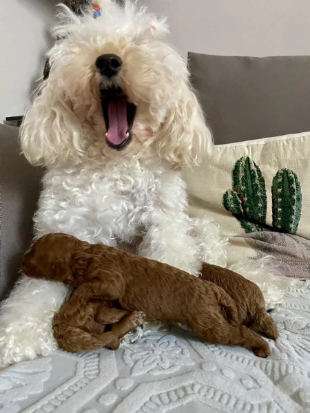 Cuccioli barboncino fulvi