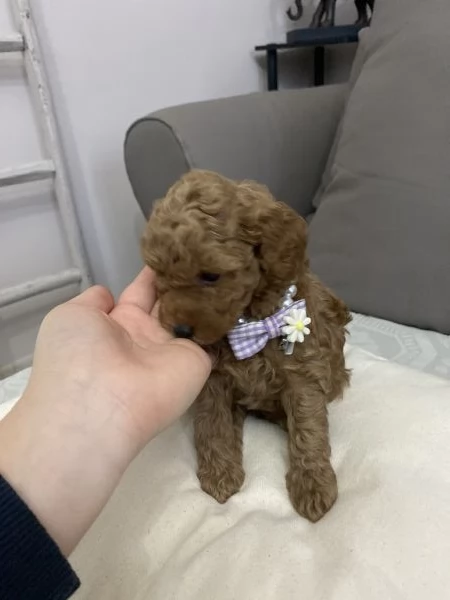 Cuccioli Barboncino toy | Foto 6