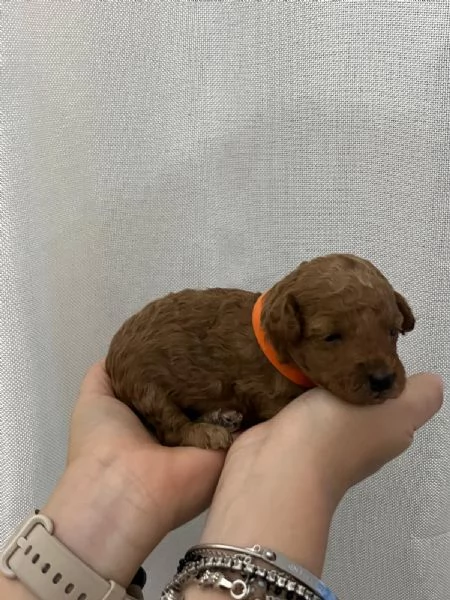 Cuccioli Barboncino toy | Foto 5