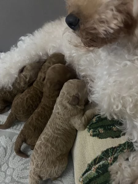 Cuccioli Barboncino toy | Foto 4