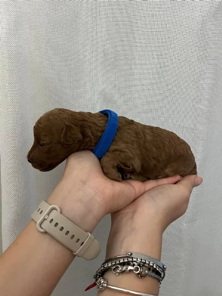 Cuccioli Barboncino toy | Foto 2