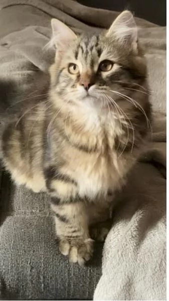 Un gattino siberiano tradizionale ipoallergenico