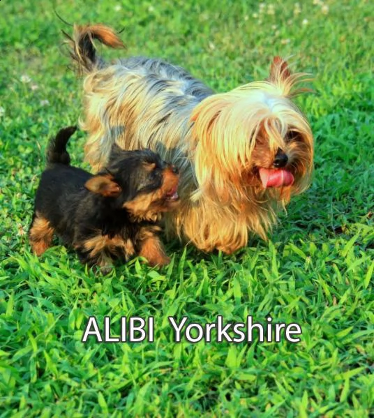 allevamento alibi : yorkshire & silky con pedigree affisso enci | Foto 3