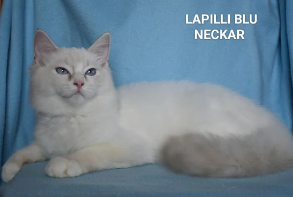 Ragdoll Lapilli Blu  | Foto 0