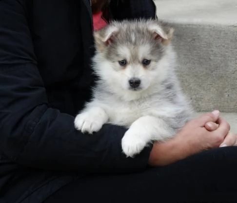 vendita cucciolo di pomsky e altre razze