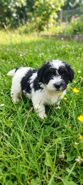 Jack Russell 