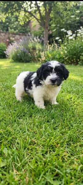 Jack Russell  | Foto 2