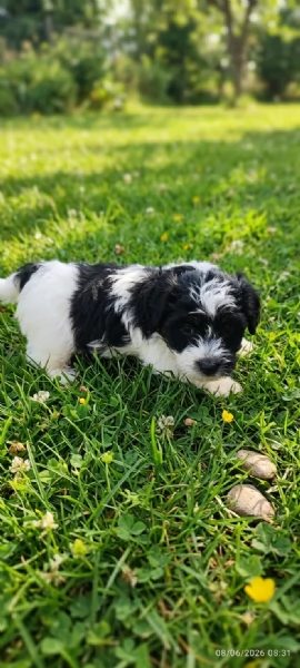Jack Russell  | Foto 1