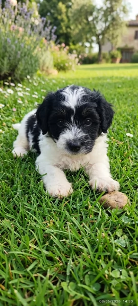 Jack Russell  | Foto 0
