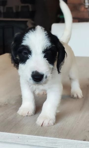 Jack Russell 