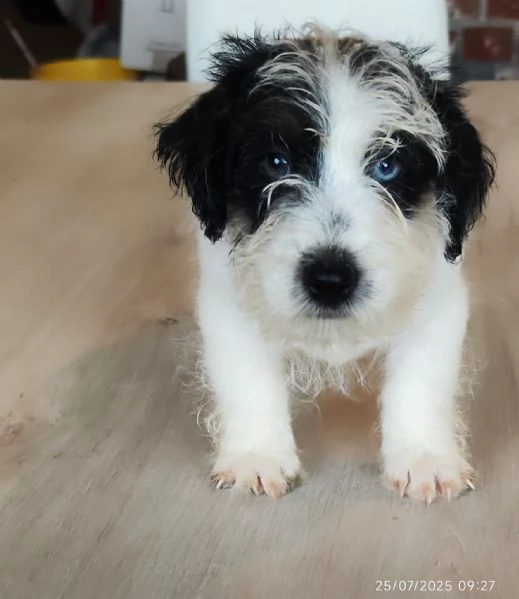Jack Russell  | Foto 5