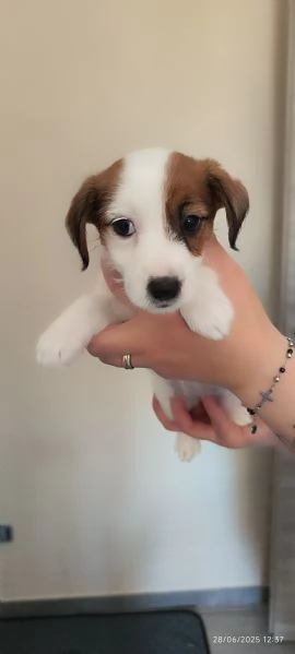 Jack Russell  | Foto 4