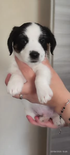 Jack Russell  | Foto 3