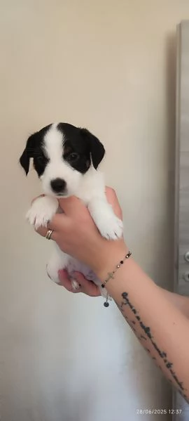 Jack Russell  | Foto 2