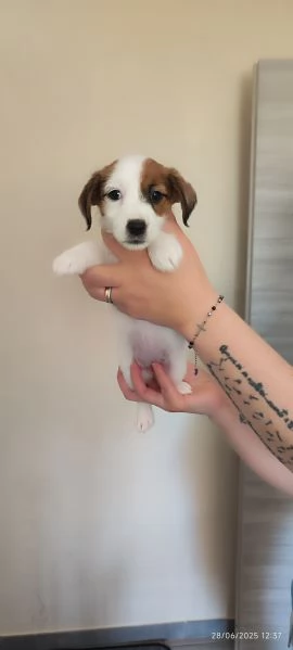 Jack Russell  | Foto 1