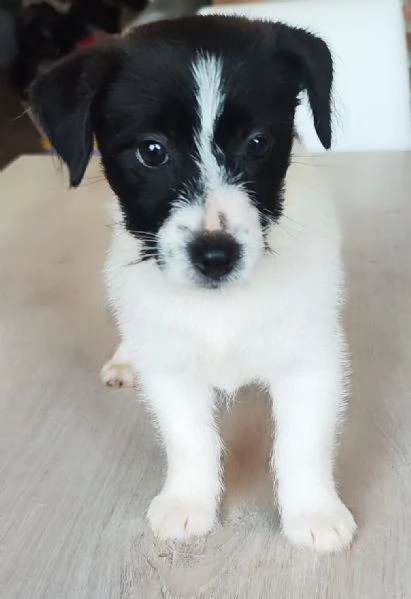 Jack Russell  | Foto 4