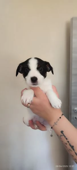 Jack Russell 