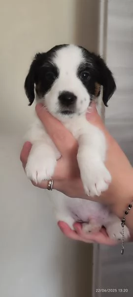 Jack Russell  | Foto 0