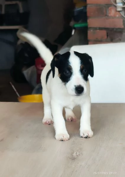Jack Russell  | Foto 3