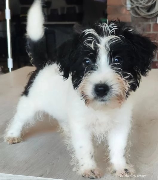 Jack Russell  | Foto 2